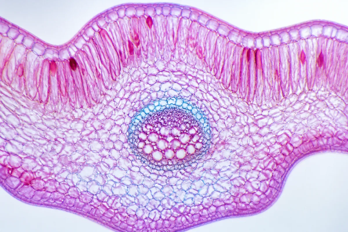 Microscopic (Hiển vi) — kết quả từ ChatGPT image generation (legacy atlas).