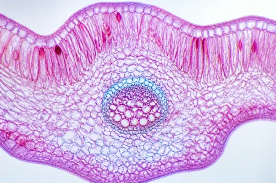 Microscopic (Hiển vi) — kết quả từ ChatGPT image generation (legacy atlas).